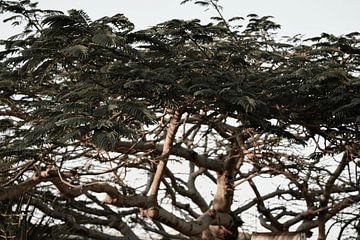 Curacao - Baum von Rowenda Hulsebos