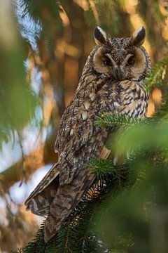 actif la nuit ... Hibou moyen-duc *Asio otus sur wunderbare Erde