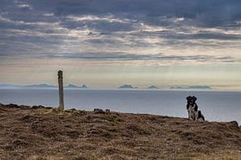 Dog ready to leave for the trip