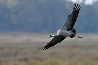 Kraanvogel ( Grus grus, grijze kraanvogel ) tijdens de vlucht, wilde dieren, Europa.