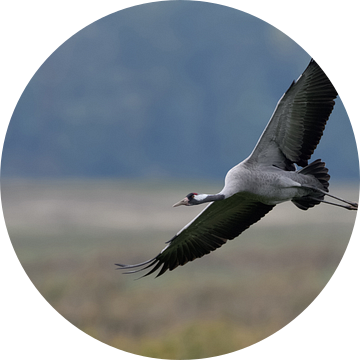 Kraanvogel ( Grus grus, grijze kraanvogel ) tijdens de vlucht, wilde dieren, Europa. van wunderbare Erde