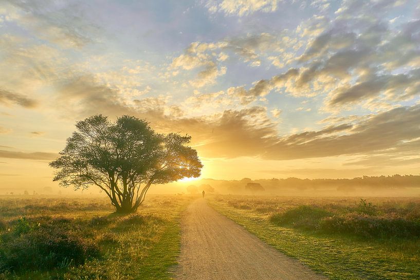 Sonnenaufgang auf der violetten Heide von Ad Jekel