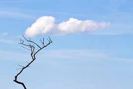 Chasing wind