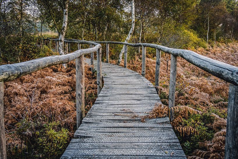 Nationalpark De Meinweg in Limburg - Niederlande von Maurice Meerten