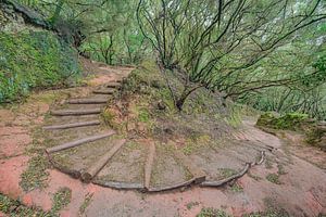 Teneriffa Wanderweg durch den Lorbeerwald im Anaga-Gebirge