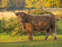 Schottischer Highlander auf der Wiese