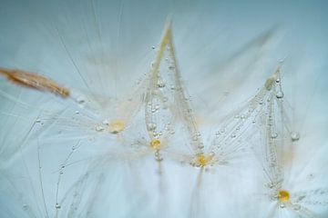 Dandelion fluff with water drops green blue