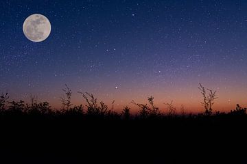 Nachthimmel über einem Feld mit Mond im Frühling von Denny Gruner