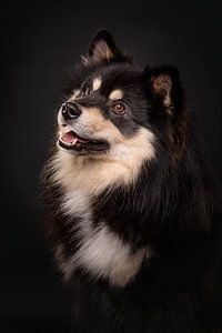 Portret van een Finse Lappenhond met zwarte achtergrond 3/3 van Lotte van Alderen