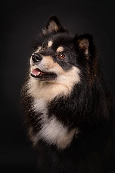 Porträt eines Finnischer Lapphund mit schwarzem Hintergrund 3/3 von Lotte van Alderen
