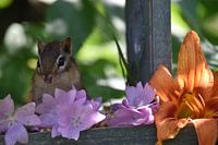Een eekhoorn in de tuin in de zomer