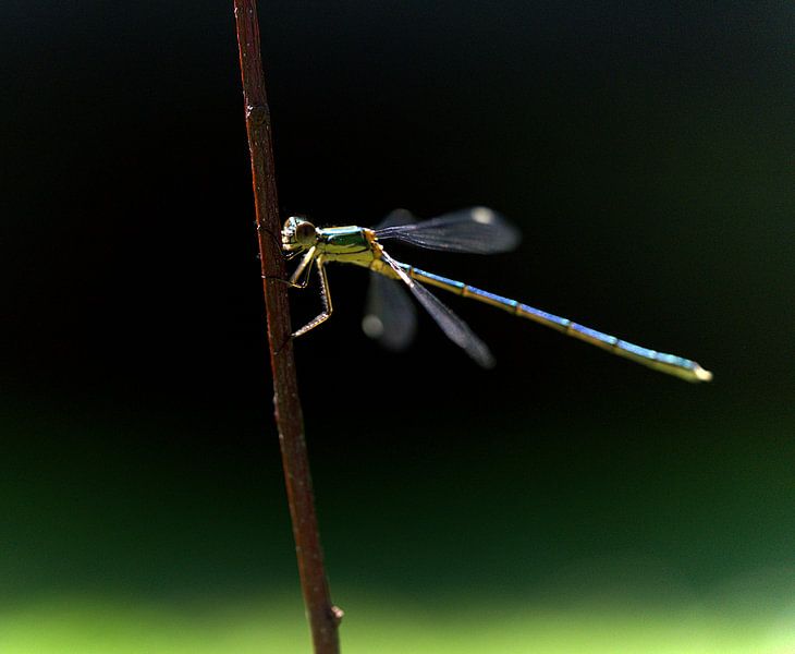 dragonfly by joyce kool