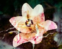 Oeuvre d'art Lily