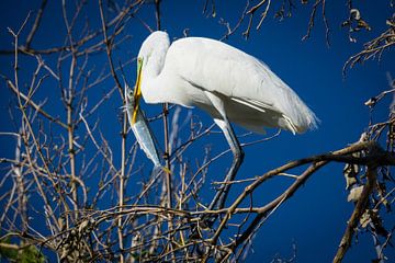 Verenigde Staten, Florida, Witte reiger eet een vis op een boom van adventure-photos