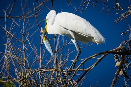 Verenigde Staten, Florida, Witte reiger eet een vis op een boom