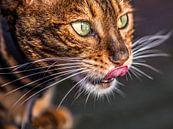 Een cyperse kat in het avondzonnetje likkebaardend van Harrie Muis thumbnail