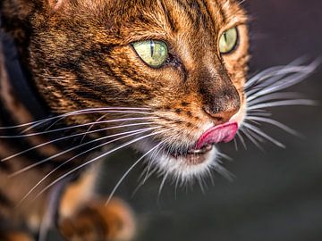 Eine zypriotische Katze in der Abendsonne, die den Bart leckt. von Harrie Muis