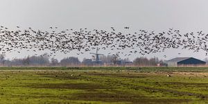 Canadese ganzen in de Donkse Laagten Alblasserwaard