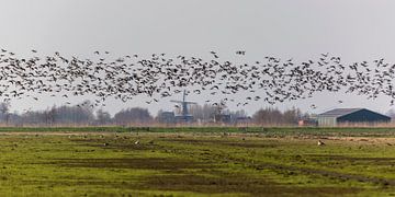 Canadian Geese in The Netherlands by noeky1980 photography
