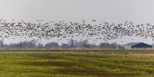 Canadese ganzen in de Donkse Laagten Alblasserwaard