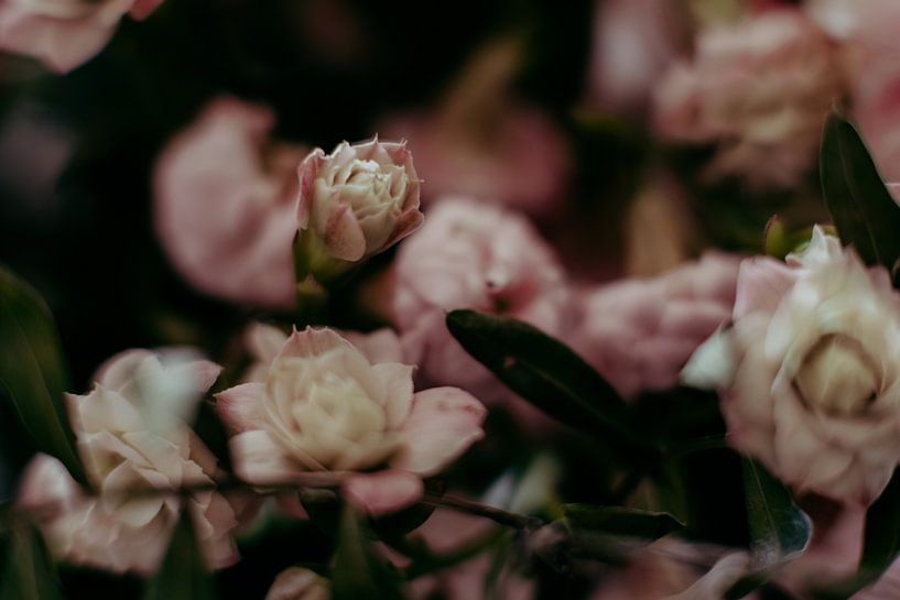 Flowers by Denny Lerch