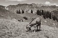 in de alpenweide van Walter G. Allgöwer thumbnail