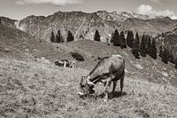 in the mountain pasture