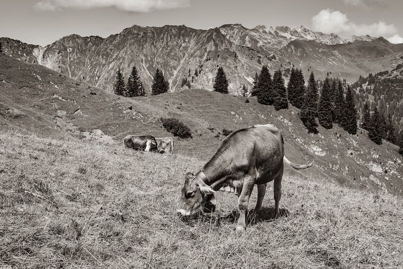 in de alpenweide van Walter G. Allgöwer