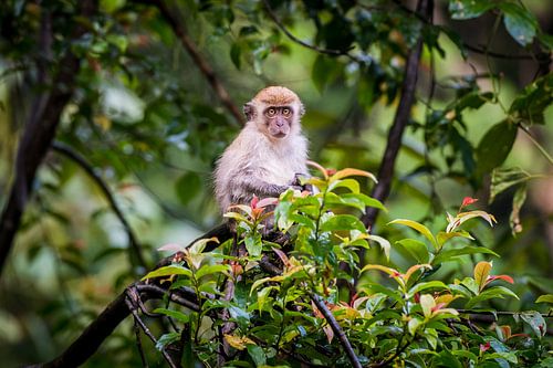 makaak, monkey in the jungle