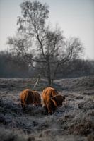 Higland Cow II