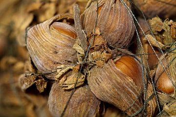 A hazelnut decoration by Korayu Photography