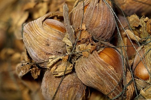 Eine Haselnuss-Dekoration