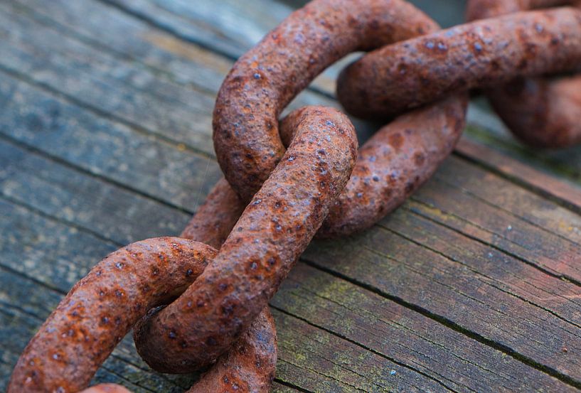 Hier ist das schwächste Glied auch das stärkste von Natuurpracht   Kees Doornenbal