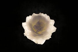 agelic in fold von Ribbi