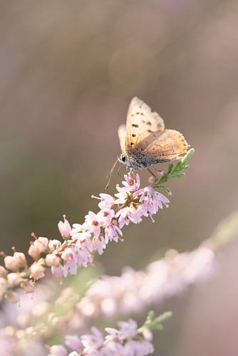 Vlinder op heide.