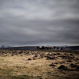 Chevaux sauvages d'Islande sur marcel wetterhahn