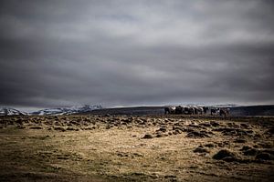 Chevaux sauvages d'Islande sur marcel wetterhahn
