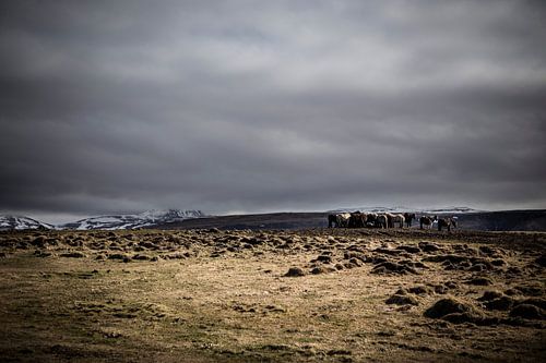 Wild Iceland Horses by marcel wetterhahn