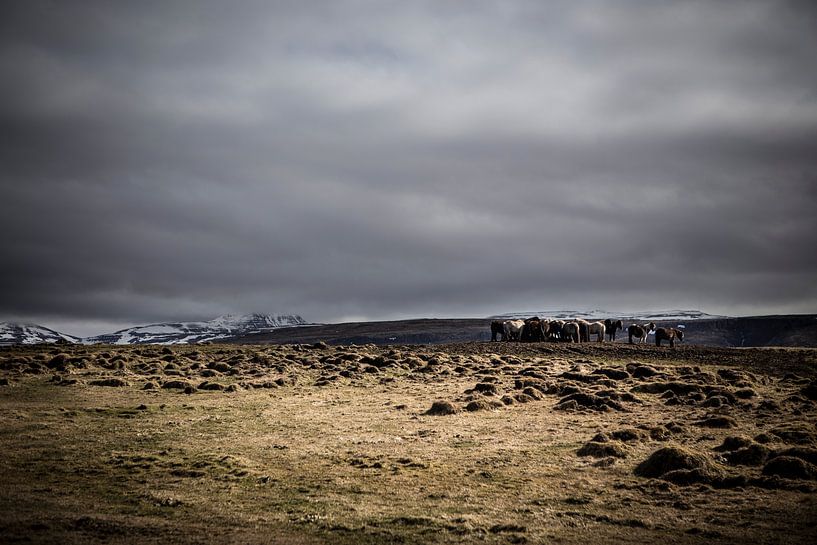 Chevaux sauvages d'Islande par marcel wetterhahn