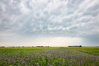 Ciel orageux sur un champ de trèfle violet