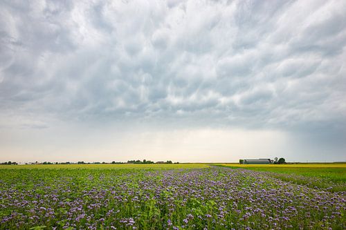 Ciel orageux sur un champ de trèfle violet sur Menno van der Haven