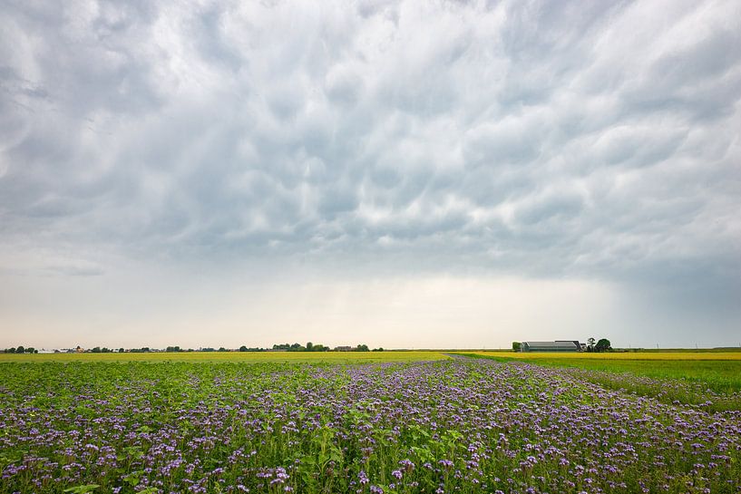 Ciel orageux sur un champ de trèfle violet par Menno van der Haven