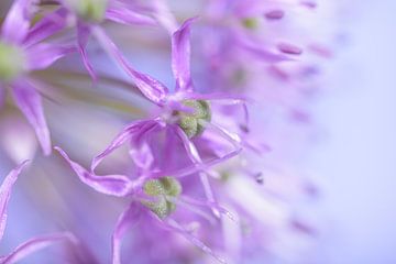 Bloemetjes van de uienbol (Allium) pastel van Marjolijn van den Berg