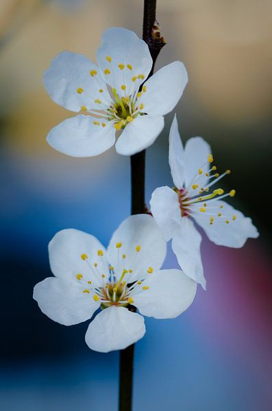 3x-Blüte auf dem Baum von Sven Wildschut
