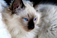 Ragdoll kitten met blauwe ogen par Arline Photography Aperçu