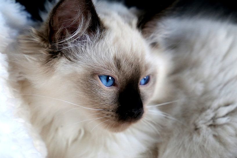 Ragdoll kitten met blauwe ogen par Arline Photography