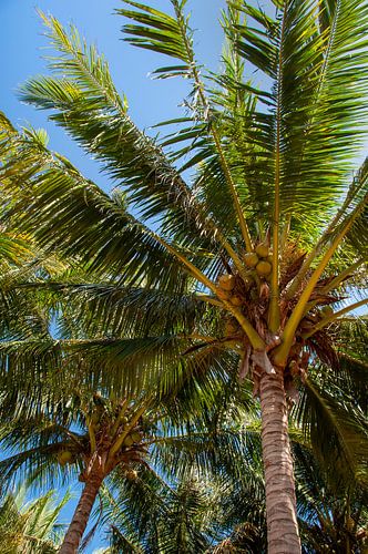 Coconuts in the tree