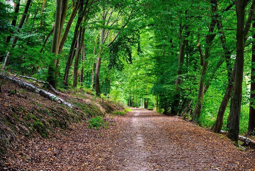 Uitzicht op het wandelpad in het bos Hohe Schrecke van Andreas Völkel