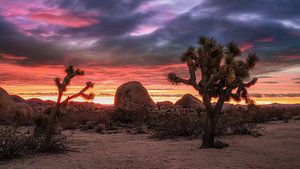 Parc national de Joshua Tree