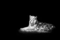 Leeuwin in de zon van Tom Van den Bossche thumbnail